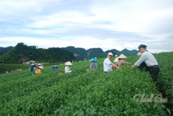 Chương trình Du lịch nông nghiệp ở công ty chè Ô long Mộc Sương