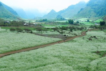 Mộc Châu quên lối về