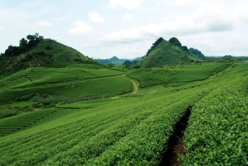 Trôi trên những sóng chè Mộc Châu