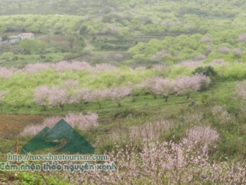 Ngất ngây giữa rừng đào Loong Luông