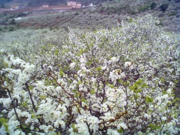 Hoa mận Mộc Châu Xuân 2011