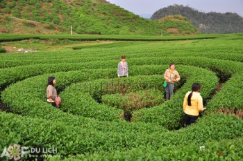 Trên những đồi chè xanh bát ngát Mộc Châu