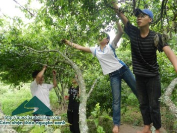 Tư vấn tour du lịch hái mận Mộc Châu