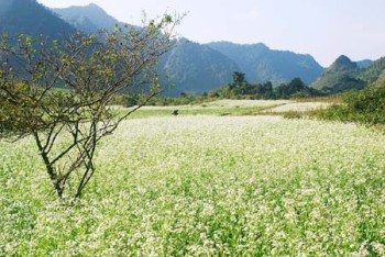 Lung linh sắc cải trong nắng Đông