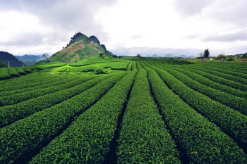 Thảo nguyên xanh