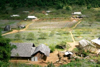 Miên man sắc hoa Mộc Châu