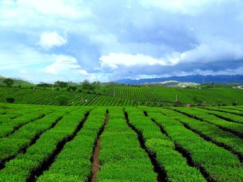 Tư vấn Mộc Châu Tháng 8