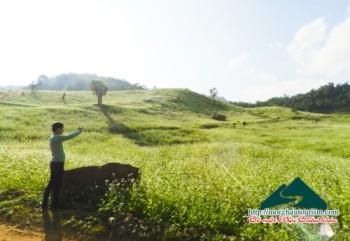 Nơi ấy, Mộc Châu đang vẫy gọi