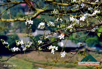 TÂY BẮC VÀO MÙA HOA BAN