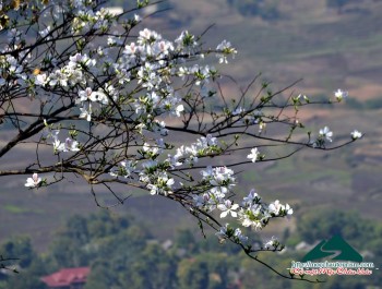 Hoa ban khoe sắc nơi núi rừng Tây Bắc