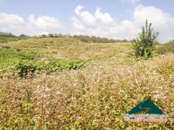 Đông về lên Mộc Châu ngắm hoa cải trắng