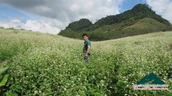 Tư vấn du lịch Mộc Châu 2015: Mùa tam giác mạch và cải trắng