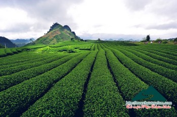 Thăm quan, uống trà ô long Mộc Châu miễn phí