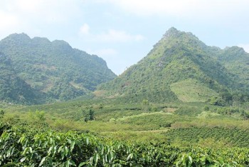 Sơn La: Loạt chương trình “hút“ khách trong Ngày hội Cà phê Mai Sơn năm 2017 sắp được tổ chức