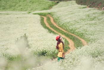 Mùa hoa Mộc Châu 2017