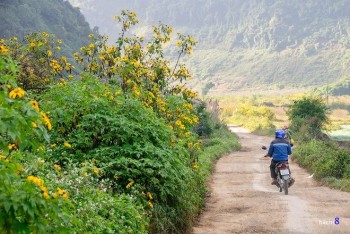 Dã quỳ đang tưng bừng nở tại Mộc Châu