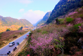 "Ngày hội hoa đào" huyện Vân Hồ 2018