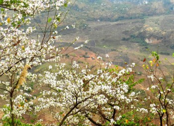 Mộc Châu mùa hoa ban tháng 3