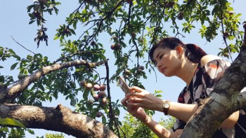 “Dắt nhau” trốn nắng và hái mận trên cao nguyên Mộc Châu