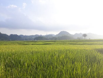 Những trải nghiệm hấp dẫn ở bản Chiềng Đi, Mộc Châu