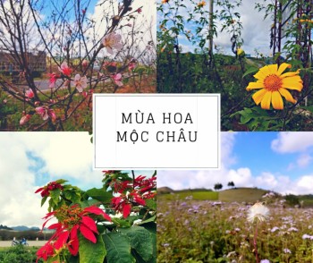 Tháng 11 - Mùa hoa dại Mộc Châu