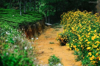 LƯỚT QUA MỘC CHÂU MÀ ẤN TƯỢNG THẬT SÂU