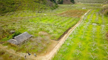 Thung lũng mận Nà Ka - Mộc Châu