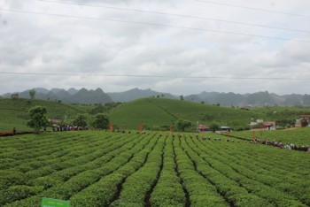 Hội trà Cao nguyên Mộc Châu lần thứ IV sẽ diễn ra từ ngày 10/5/2019