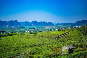 Mùa xuân thảo nguyên Mộc Châu căng tràn sức sống