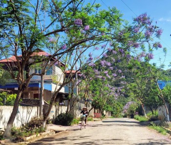 Phượng tím Mộc Châu đón tháng 5 trên đường vào Khu Di tích  Bác Hồ thăm nông trường Mộc Châu