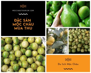 Hoa quả đặc sản Mộc Châu mùa thu đang rất hot