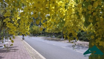 Ngỡ ngàng hoa muồng hoàng yến vàng rực ở Mộc Châu