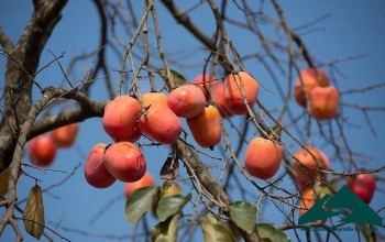 Nhà vườn Mộc Châu 'hốt bạc' đón khách du xuân