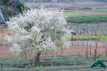 Mộc Chua mùa hoa mận