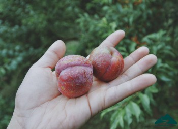 Lên Mộc Châu hái mận hậu đầu mùa dịp lễ 30/4.