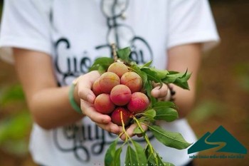 Ngày hội hái quả huyện Mộc Châu 2022 sẽ quay trở lại