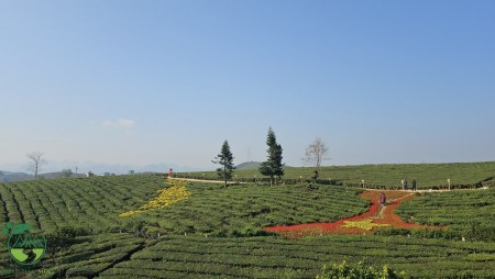 Tour xe điện Mộc Châu: Đồi chè trái tim – Vườn cam ly