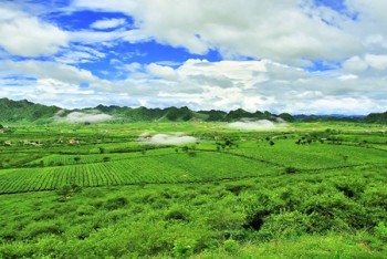 Bát ngát chè Mộc Châu