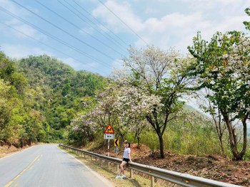 Hoa ban Mộc Châu