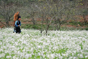 Mộc Châu Mùa hoa cải trắng