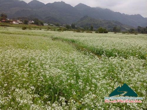 tư vấn mộc châu mùa hoa