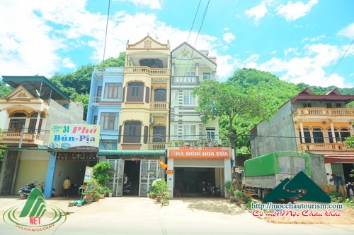 Nhà nghỉ hoa sữa Mộc Châu