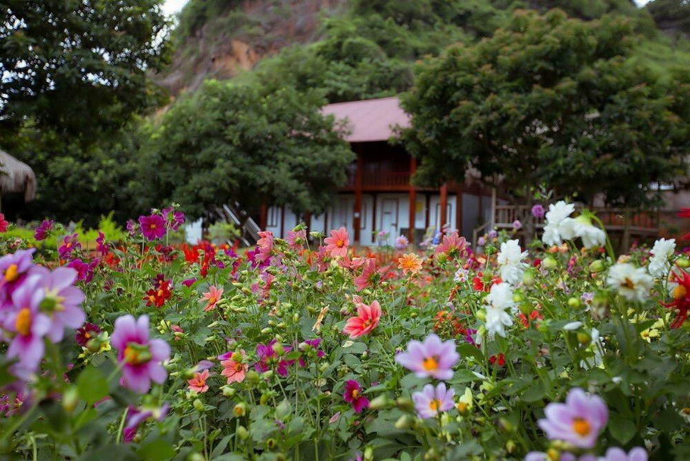 homestay moc chau sac mau cao nguyen (7)