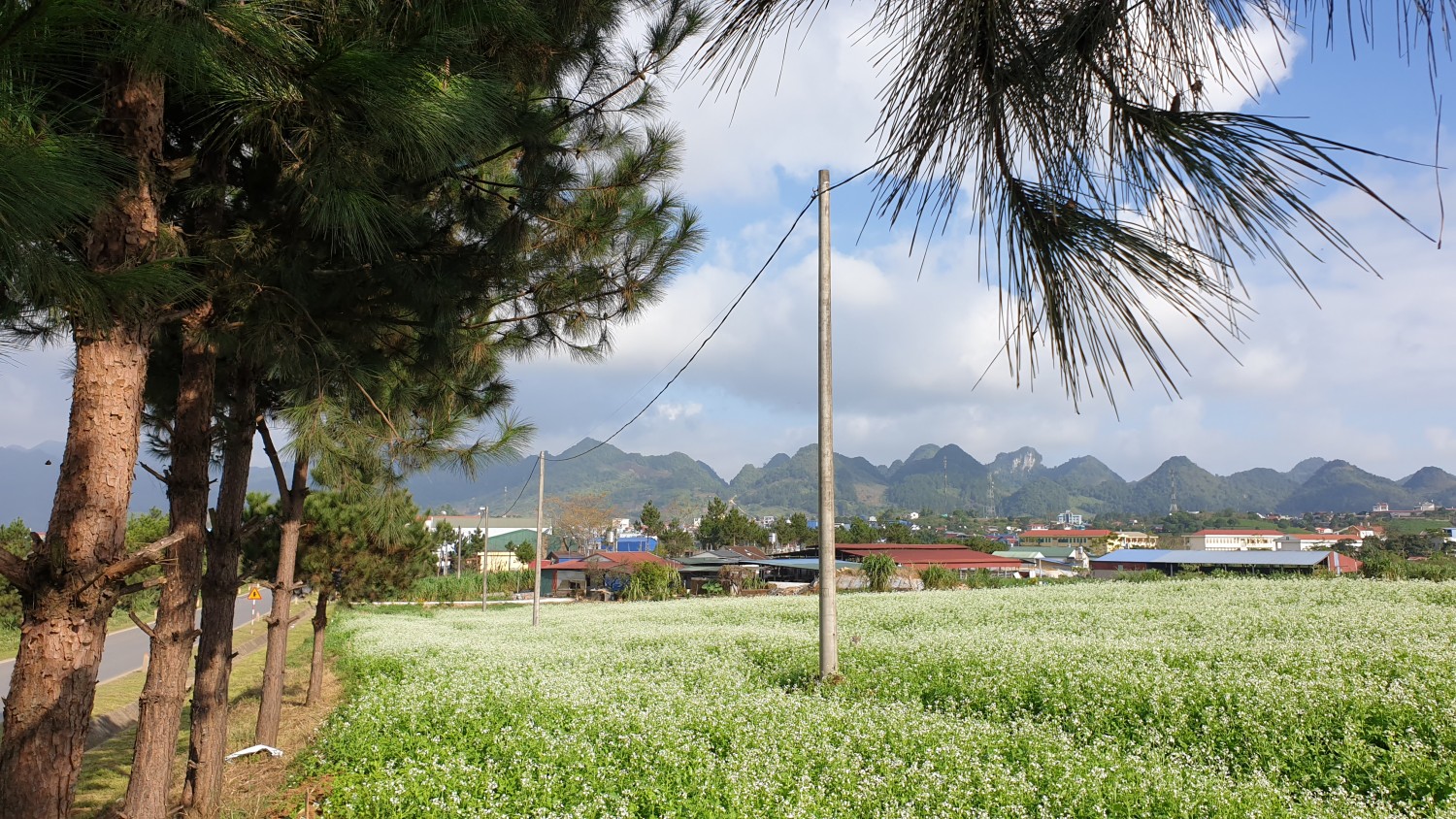 hoa cải mộc châu