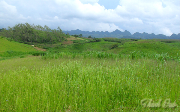 Mộc Châu – điểm đến thú vị cho mùa hè