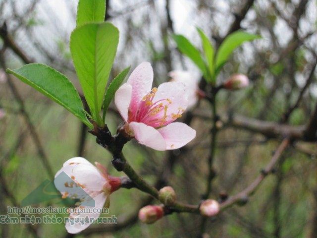 Vài nét Đào Mộc Châu