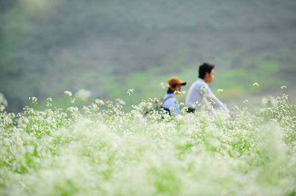 Những cánh đồng cải trắng bạt ngàn Mộc Châu