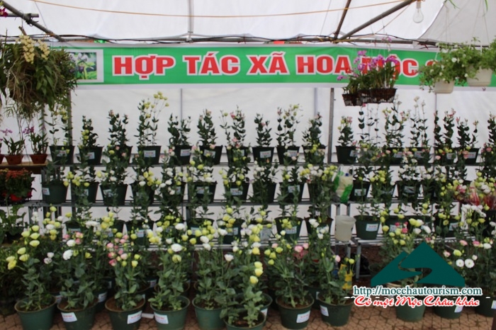 Hội hoa xuân Ất Mùi năm 2015