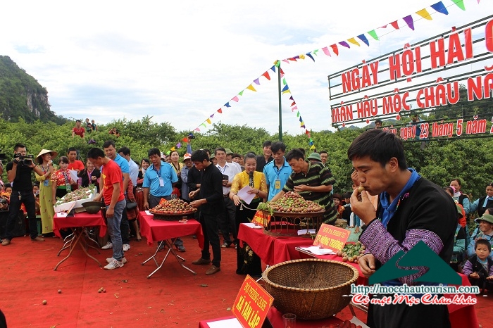 Du khách hào hứng dự ngày hội hái quả trên cao nguyên Mộc Châu