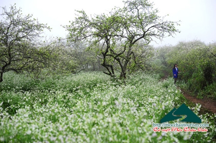 Có một Mộc Châu như thế...